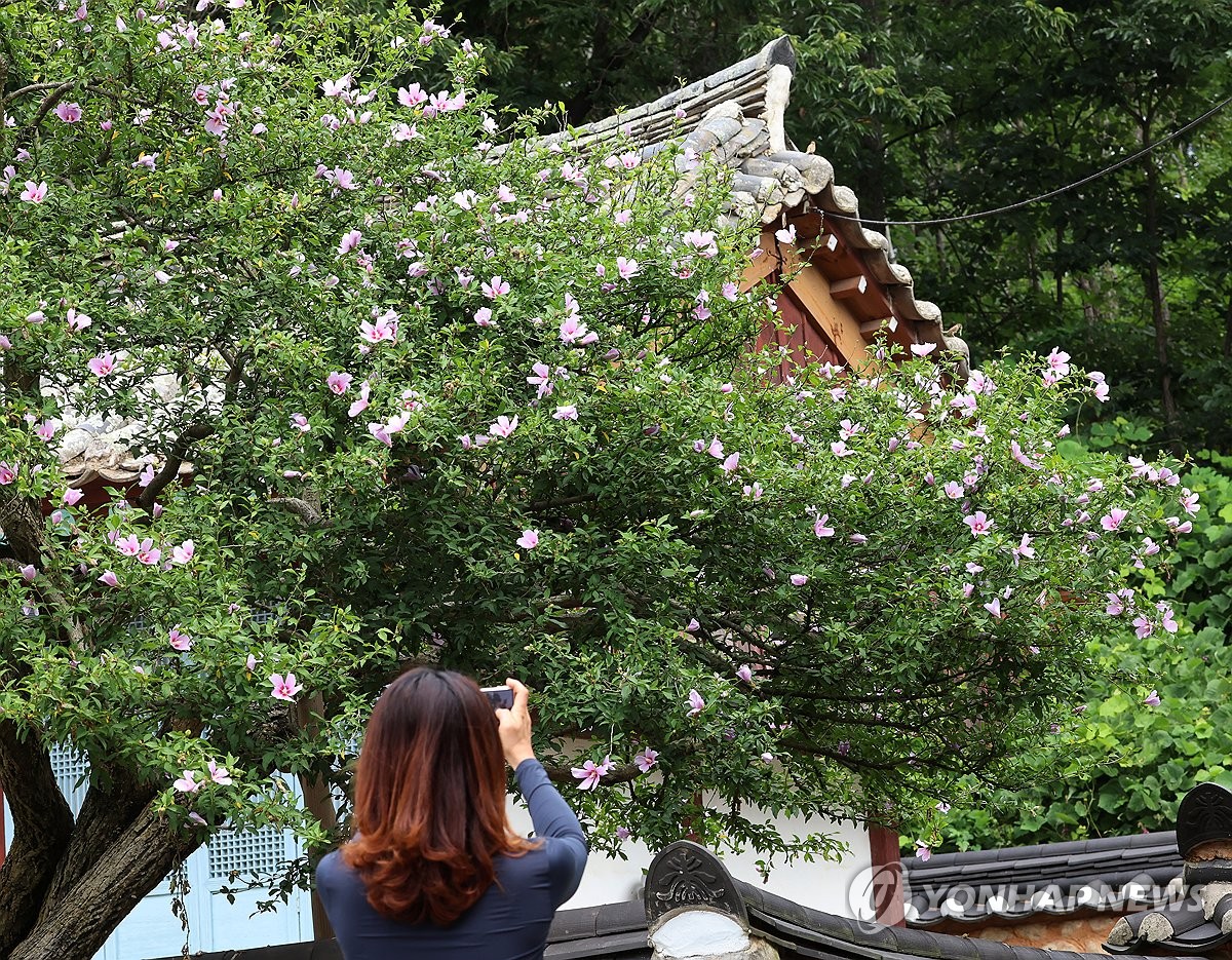 Oldest rose of Sharon tree in S. Korea