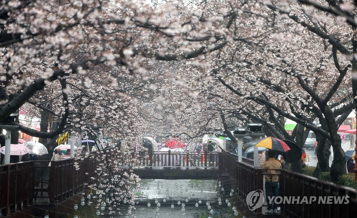 Jinhae cherry blossom fest opens