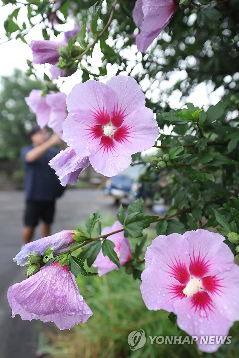 Nat'l flower 'mugunghwa' in bloom