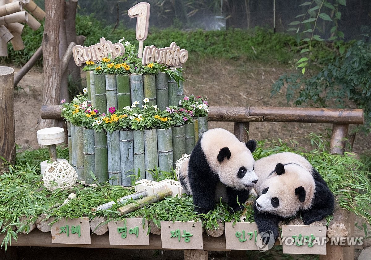 Twin pandas' birthday
