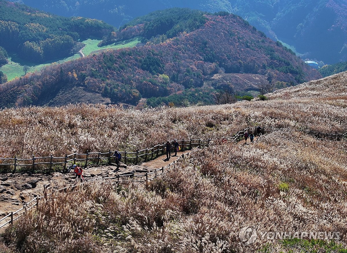 Silver grass in deep fall