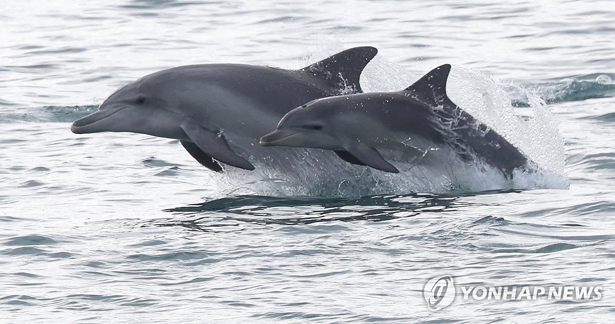 Bottlenose dolphins off Jeju