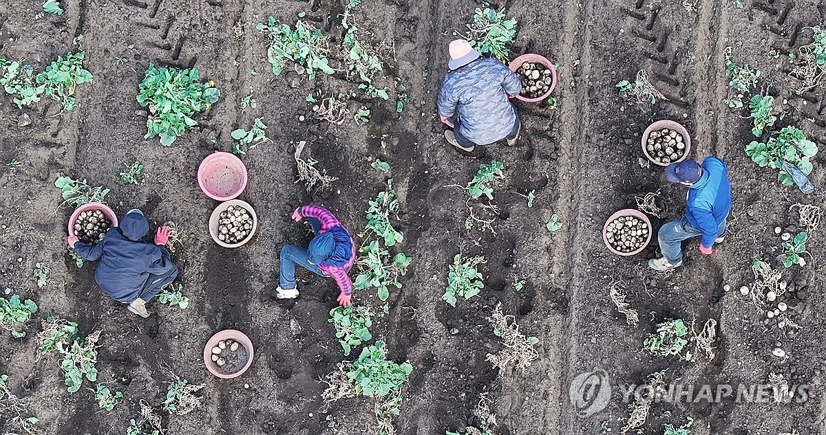 Potato harvest