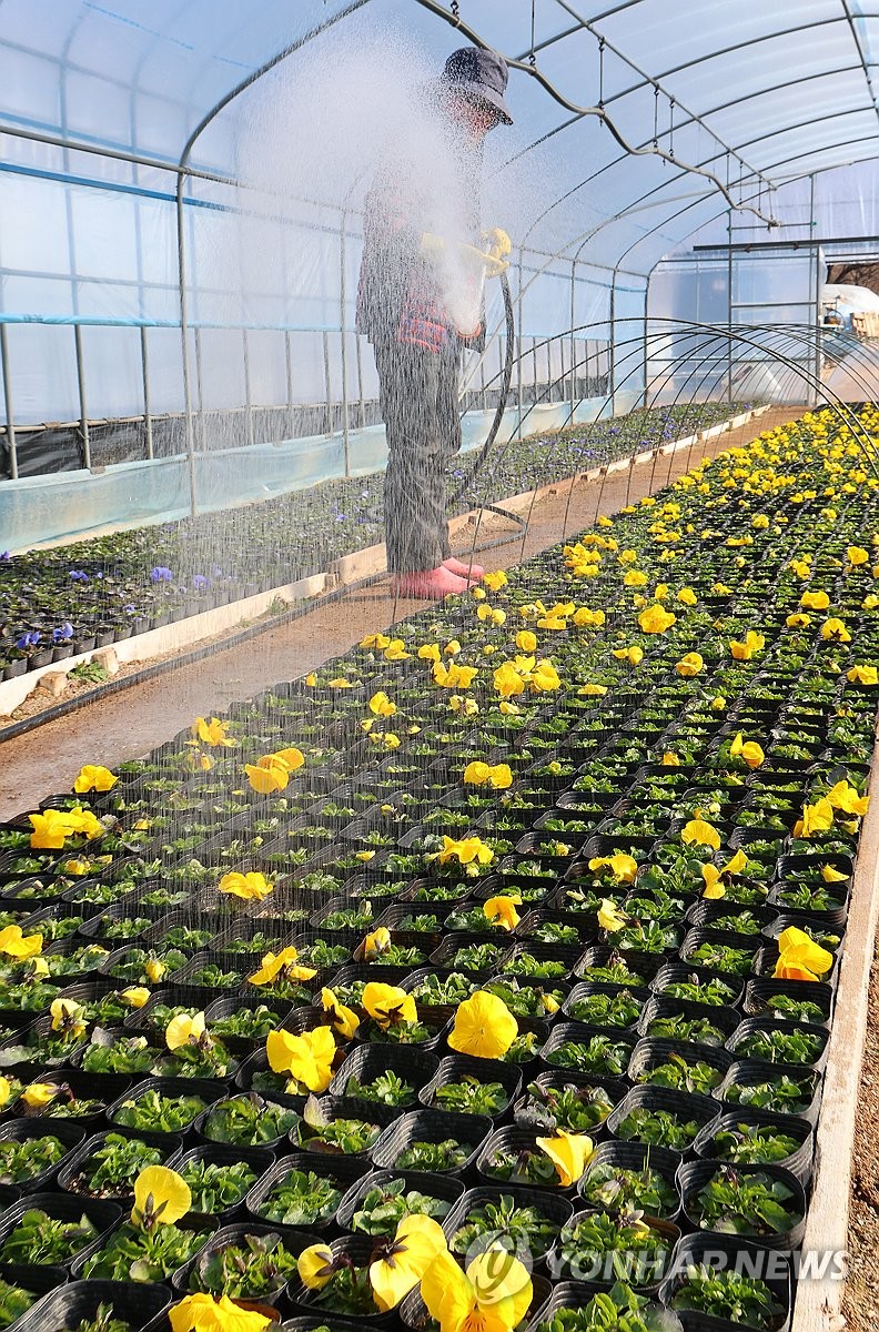 Flowers ready to decorate streets