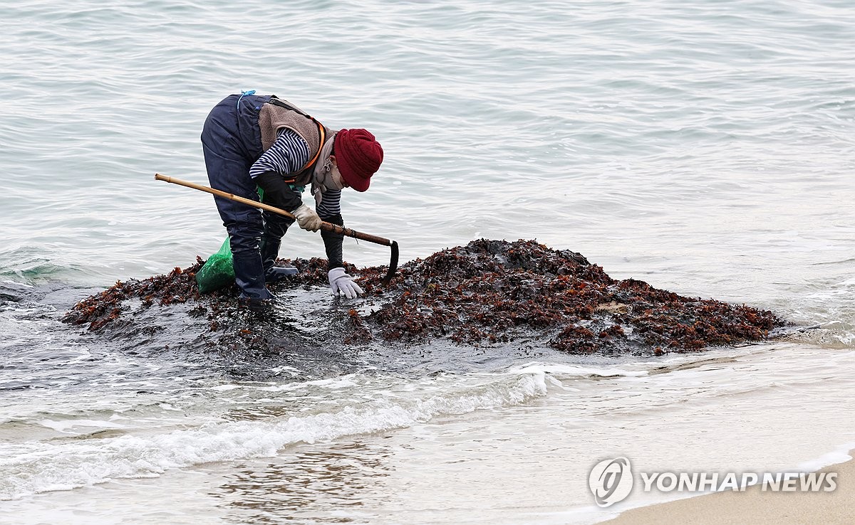 Seaweed collection season