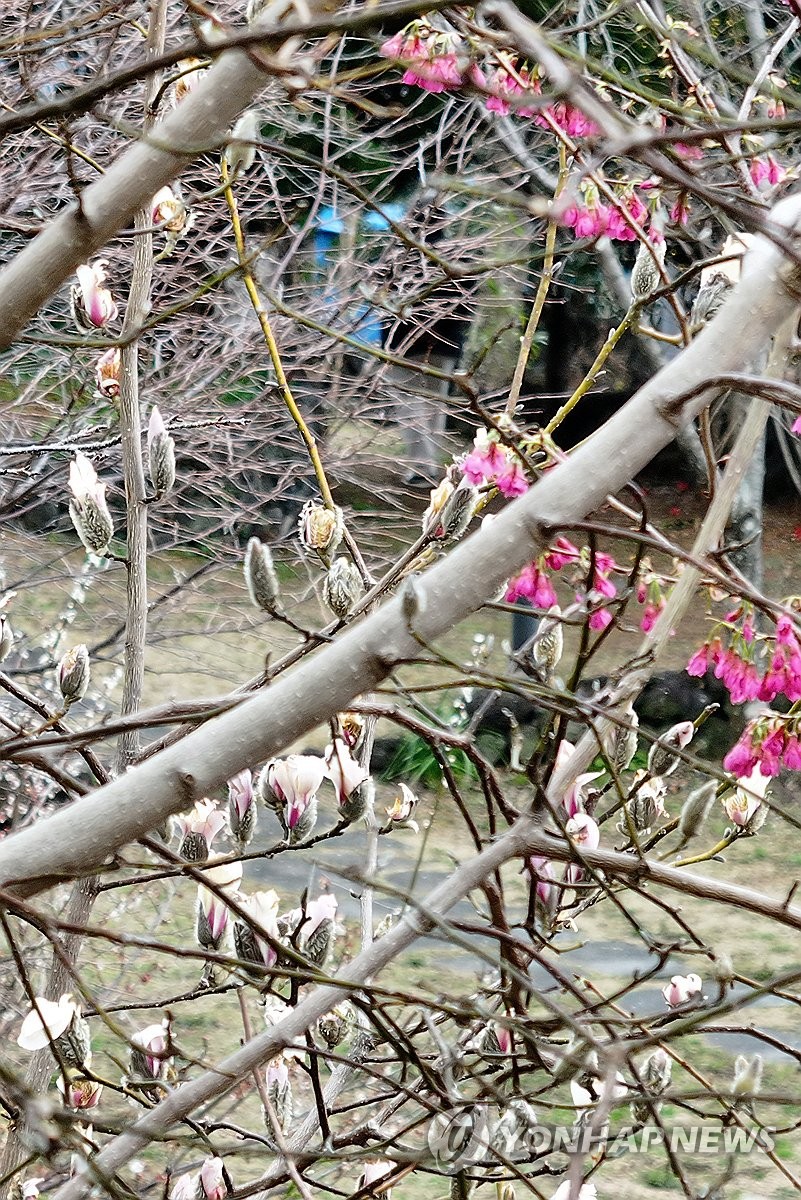 Magnolia begins to bud on S. Korea's largest island