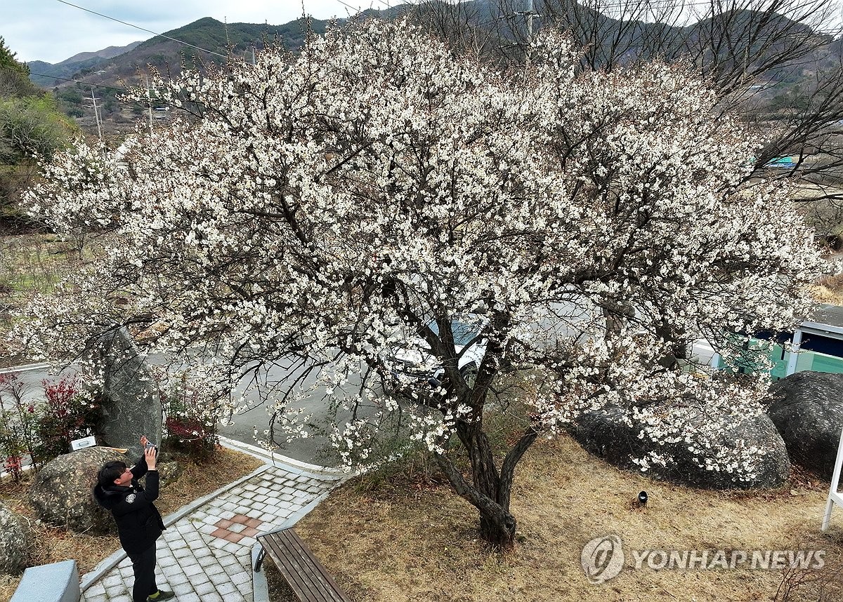 Plum blossoms in full bloom