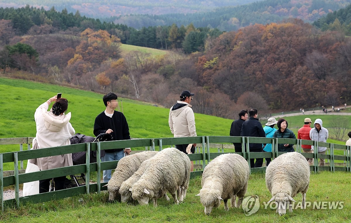 Sheep on Daegwallyeong