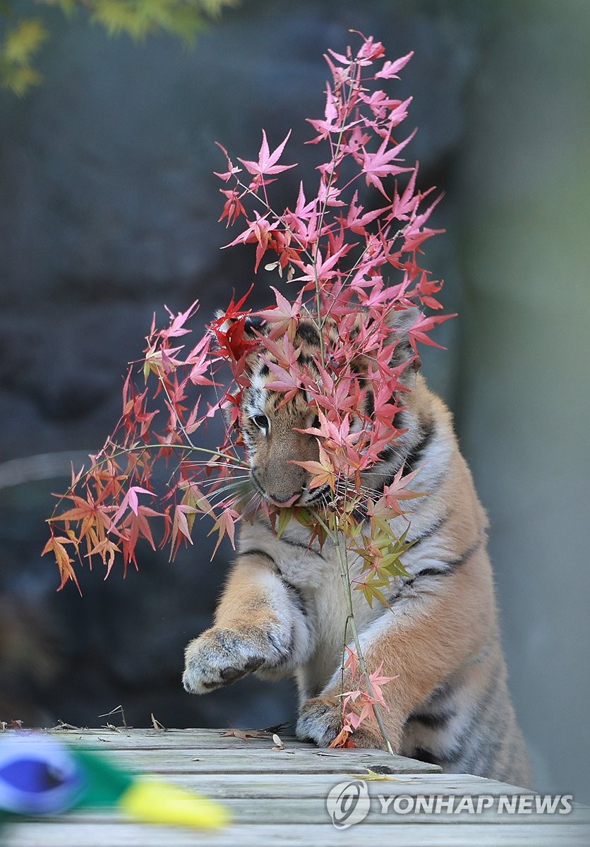 Siberian tiger cub