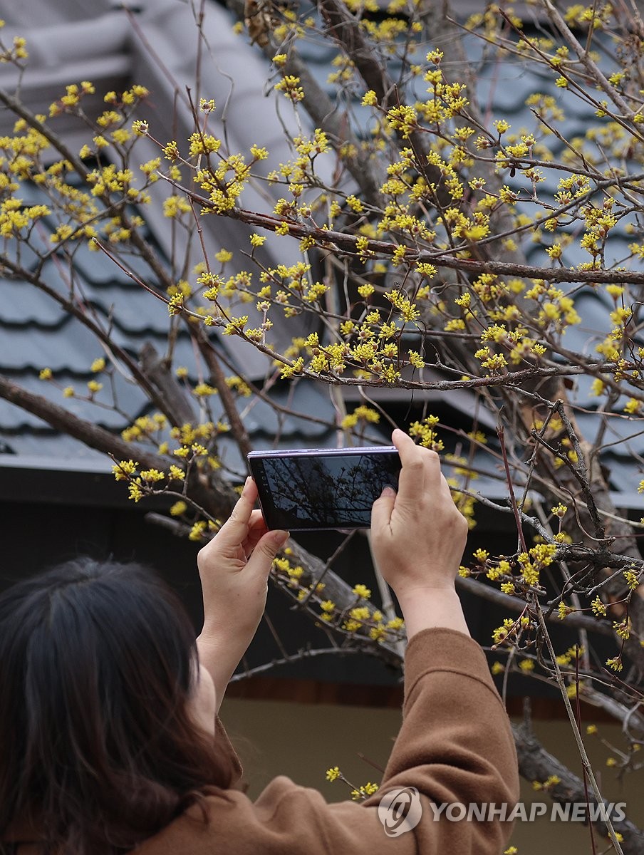 'Sansuyu' flowers in bloom