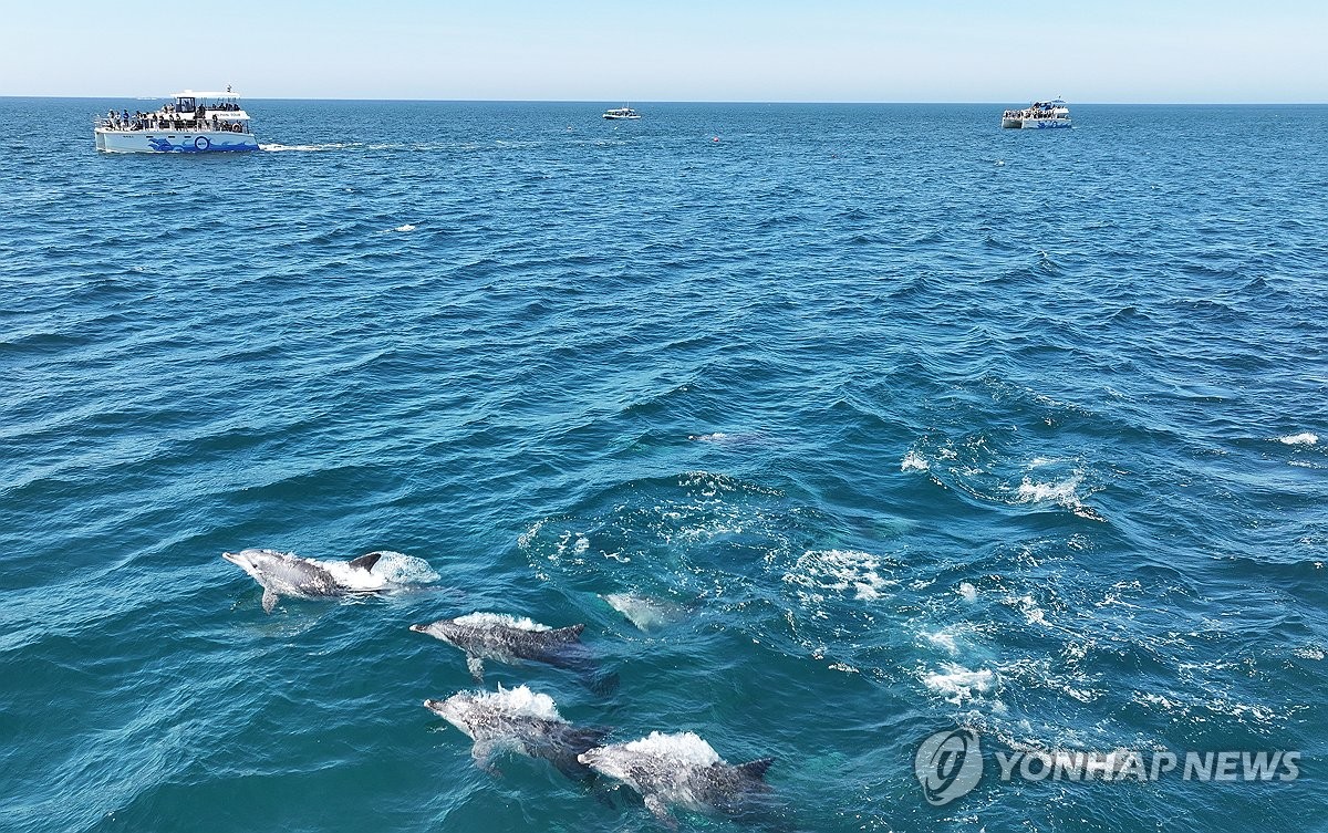 Bottlenose dolphins off Jeju Island