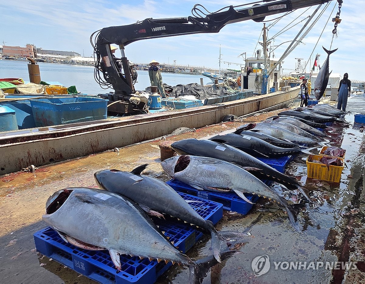 Bluepin tuna haul in S. Korea