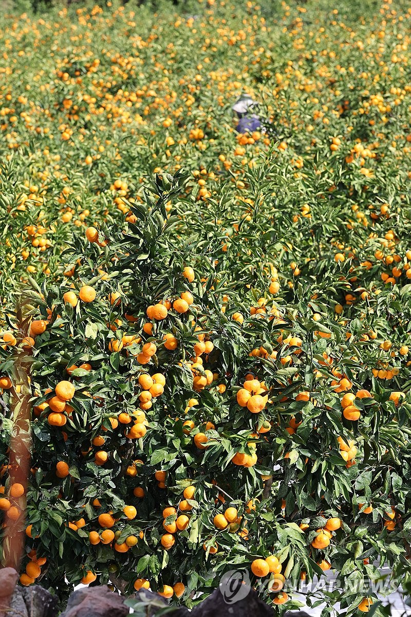 Ripening tangerines