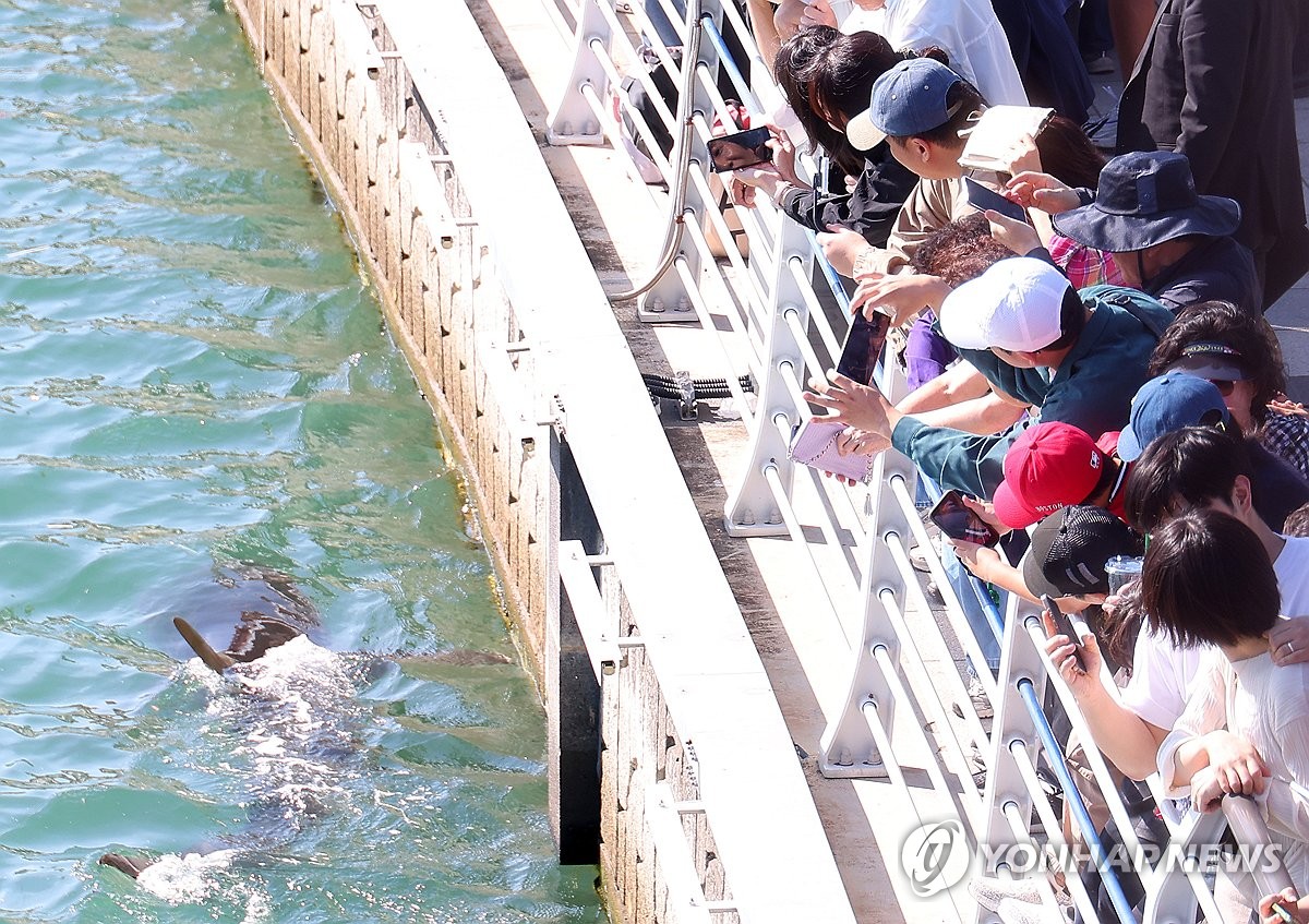 People gather to see shark in Busan
