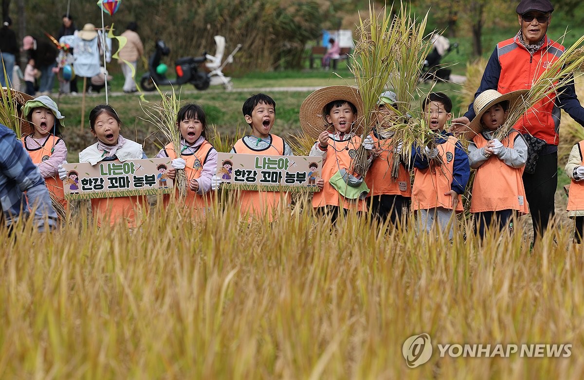 Children experience rice harvesting