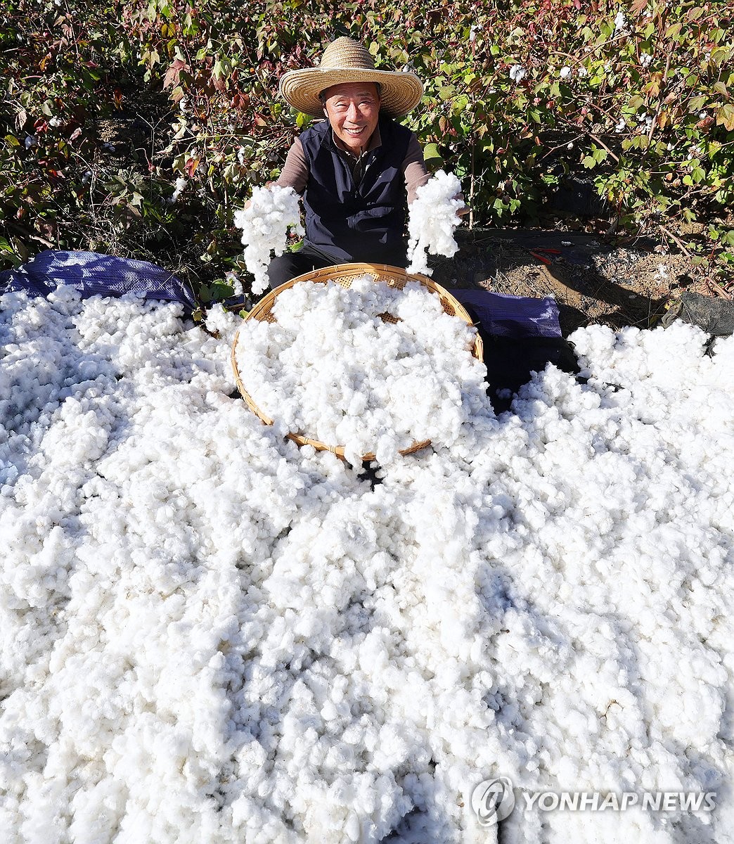 Drying cotton