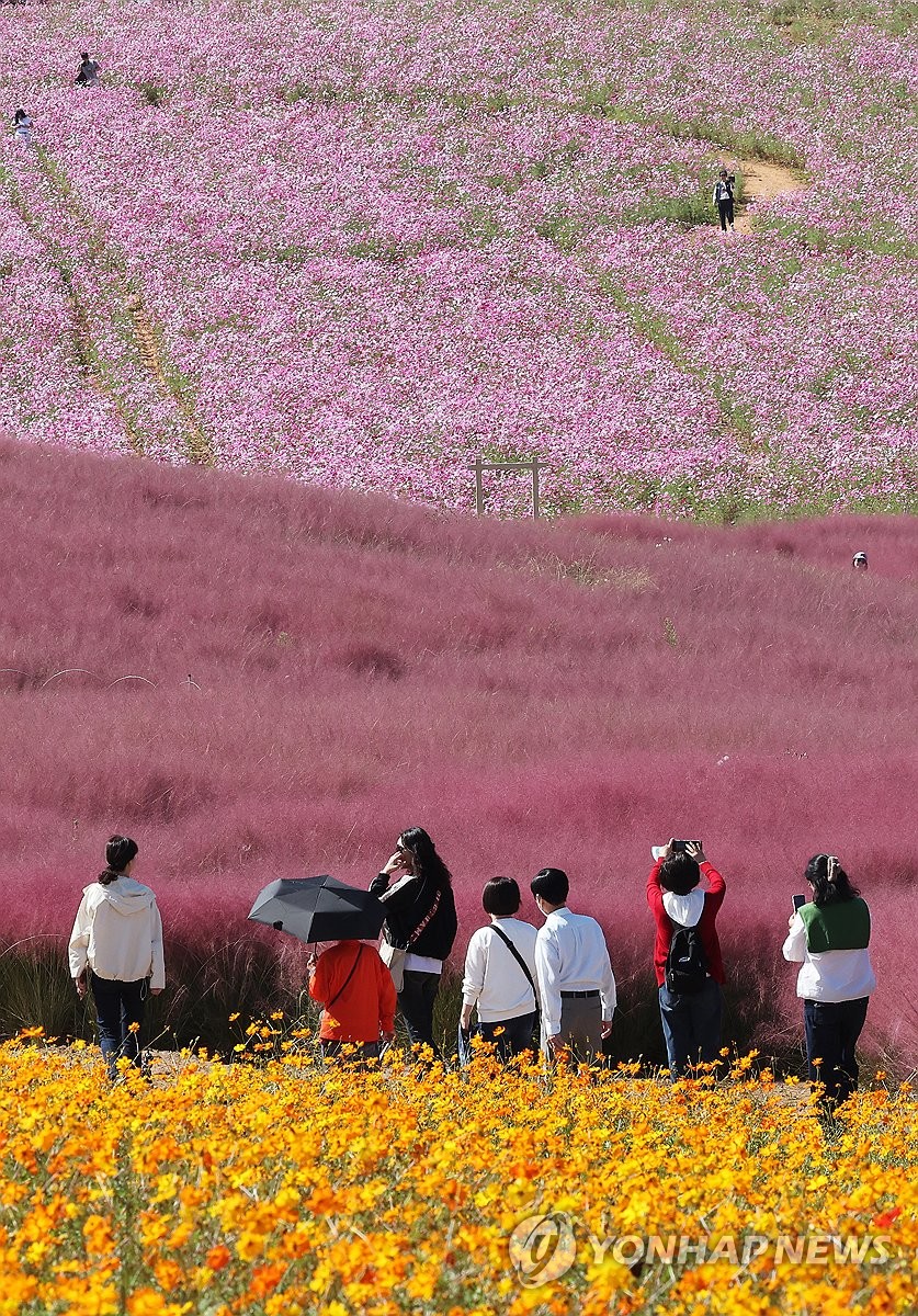 Visitors stroll through a field of pink muhly grass and cosmos at a farm in Anseong, south of Seoul, on Oct. 7, 2026, as South Korea experiences autumn weather. (Yonhap) (END)