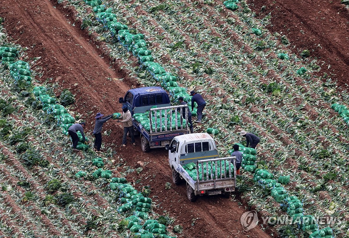 Farmers and foreign workers harvest napa cabbage in the east coast city of Gangneung on Sept. 8, 2026. (Yonhap) (END)