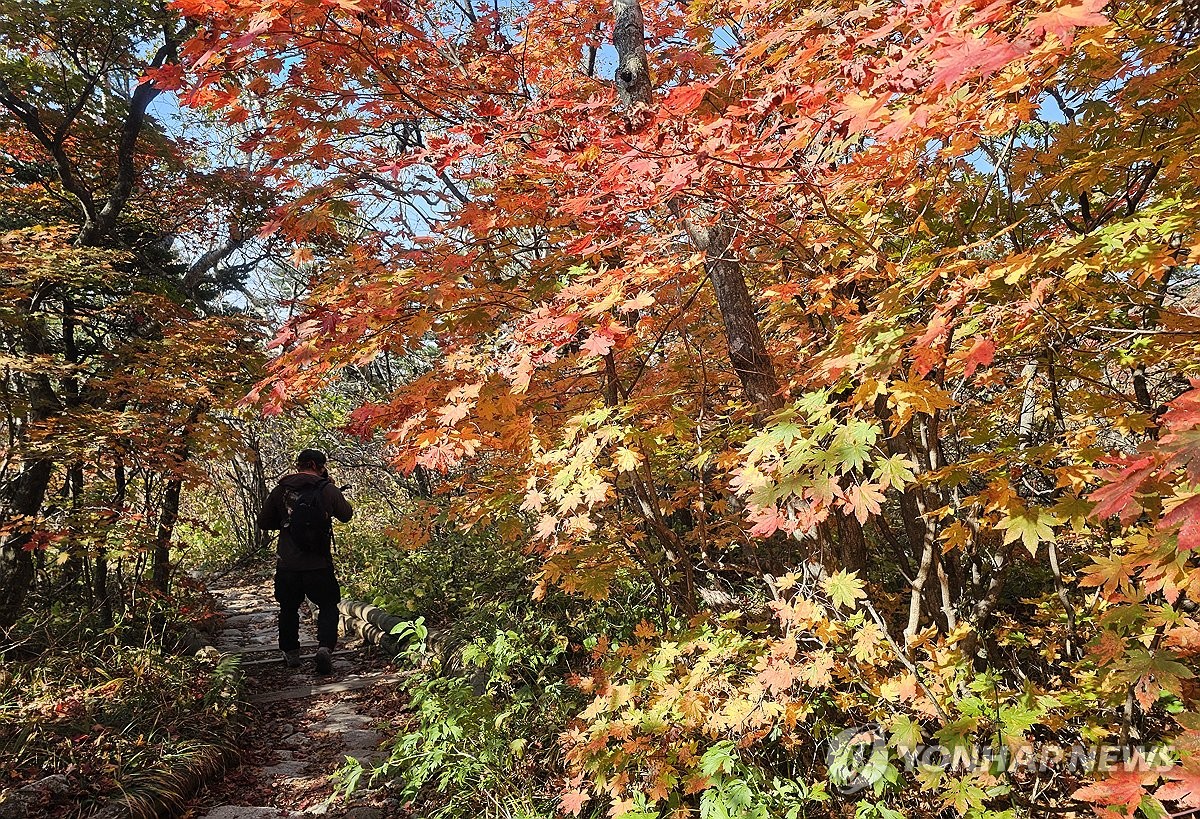 Mountaineers walk through a trail on Mount Seorak in Sokcho on South Korea's northeastern province of Gangwon on Sept. 30, 2026, as trees on the mountain turn autumn colors of red and yellow. A definition by the Korea Meteorological Administration says that the start of the changing of the leaves is pronounced when 20 percent of the mountain's trees from its peak are tinged. Fall foliage is expected to reach peak color around mid and late October, when 80 percent of the trees on the mountain are tinged with