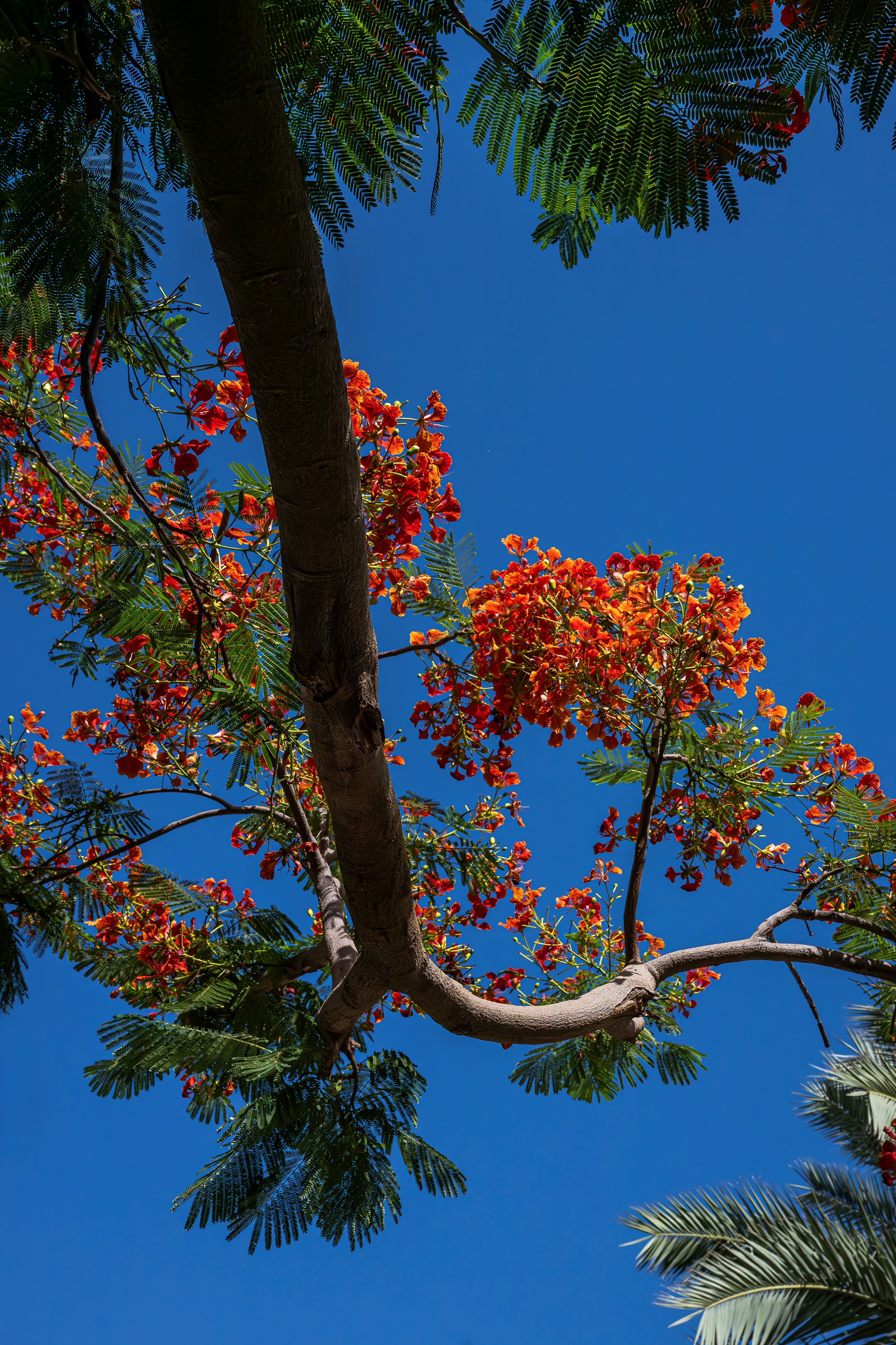 Over 18,000 Poinciana Trees Adorn Najran's Streets and Squares, Enhancing Quality of Life