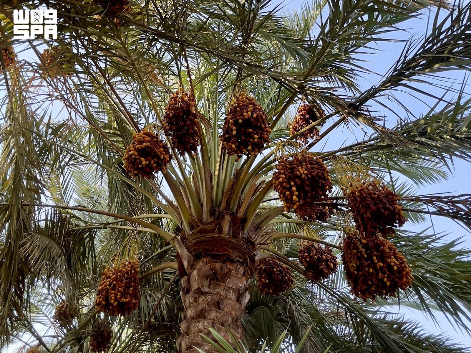Al-Kharj Date Production Reaches 90,400 Tons, Valued at SAR723 Million