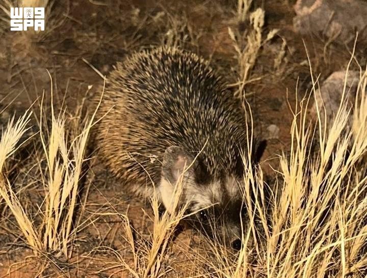 Desert Hedgehog Sighted at Multiple Locations in Imam Turki bin Abdullah Royal Reserve