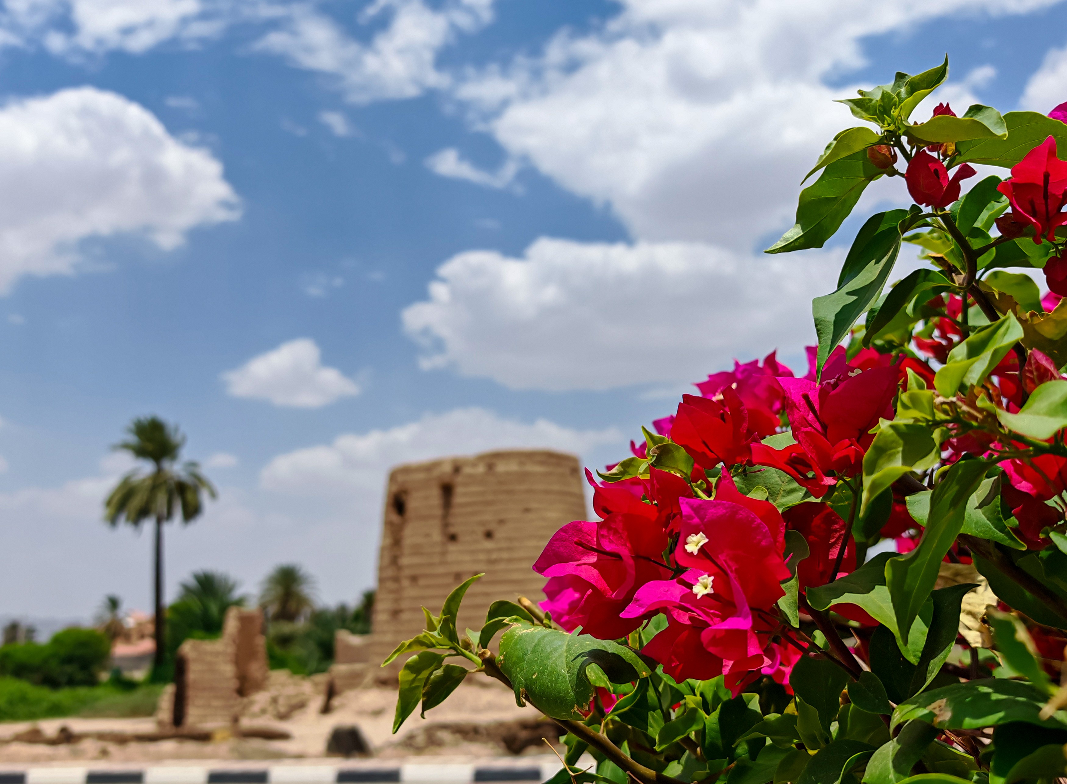 Najran Transforms Public Spaces with 27,000 Bougainvillea Trees