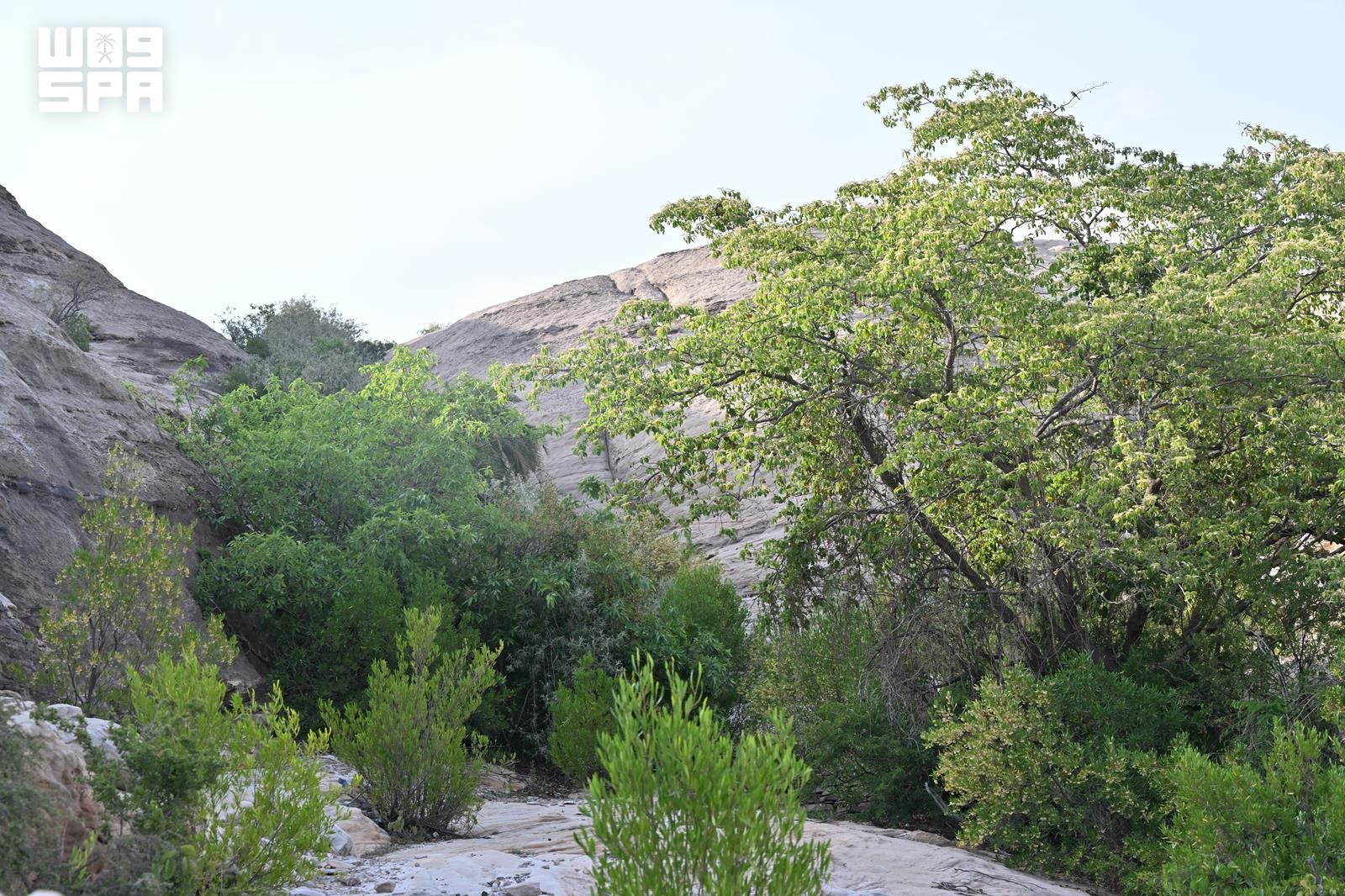 Jazan's National Parks Drive Ecotourism and Sustainable Investment
