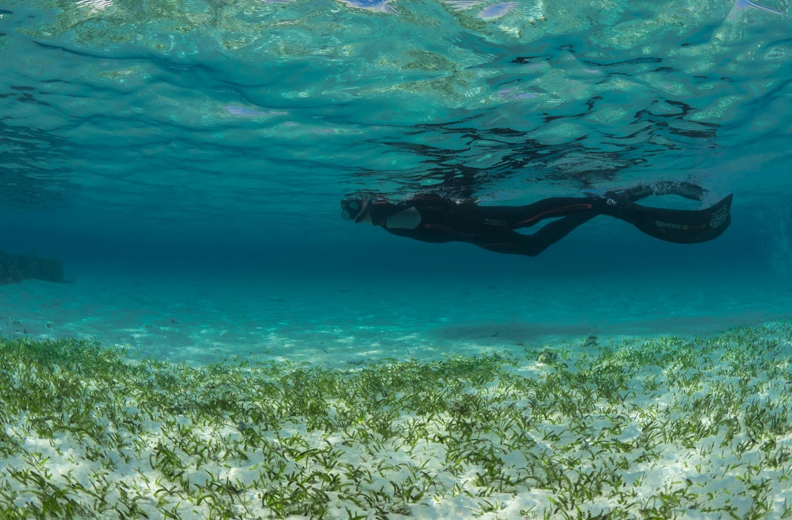 KAUST Study: Climate Finance Could Unlock Investment in Seagrass Restoration