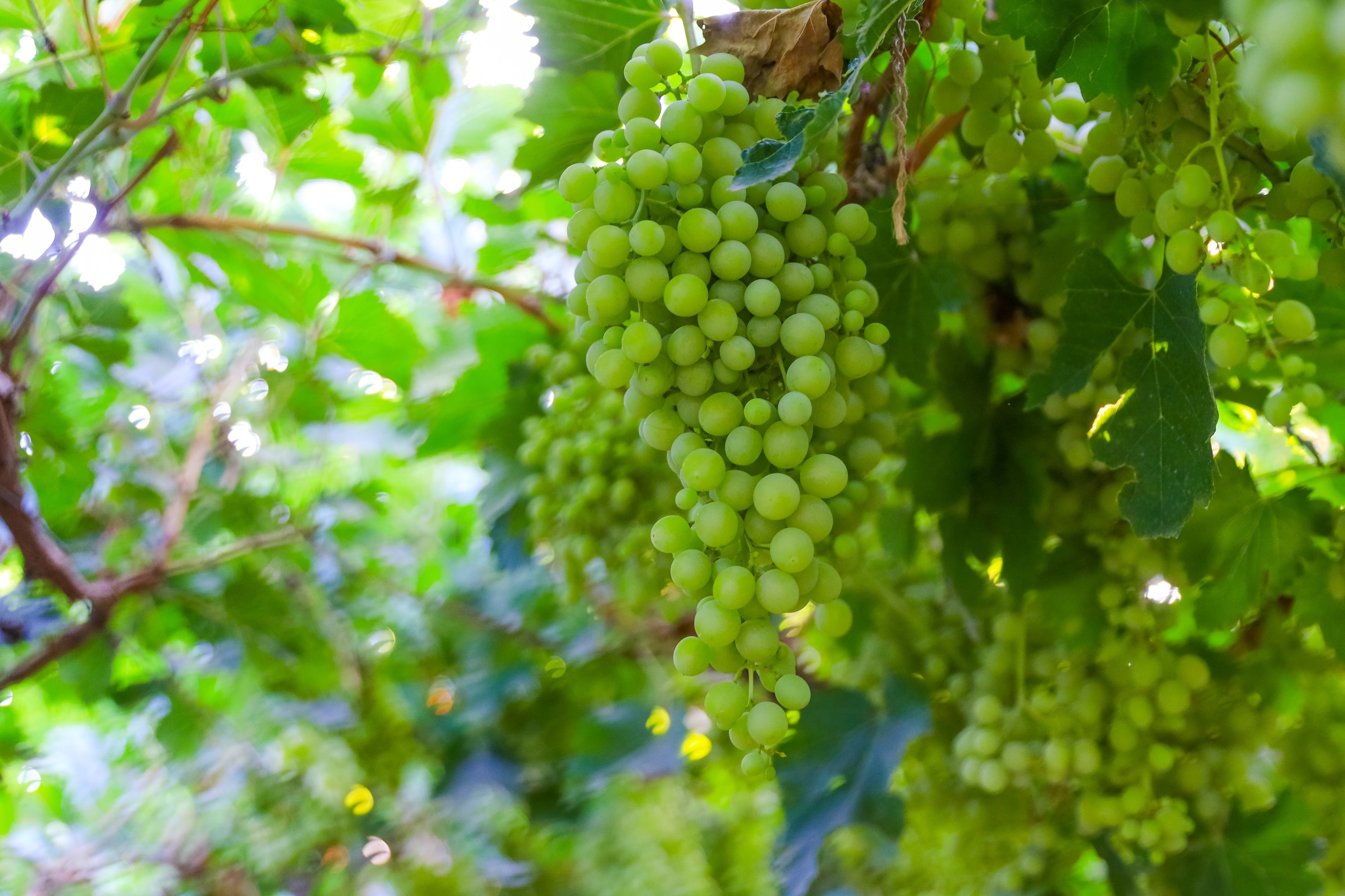 Grape Festival Opens in Qassim