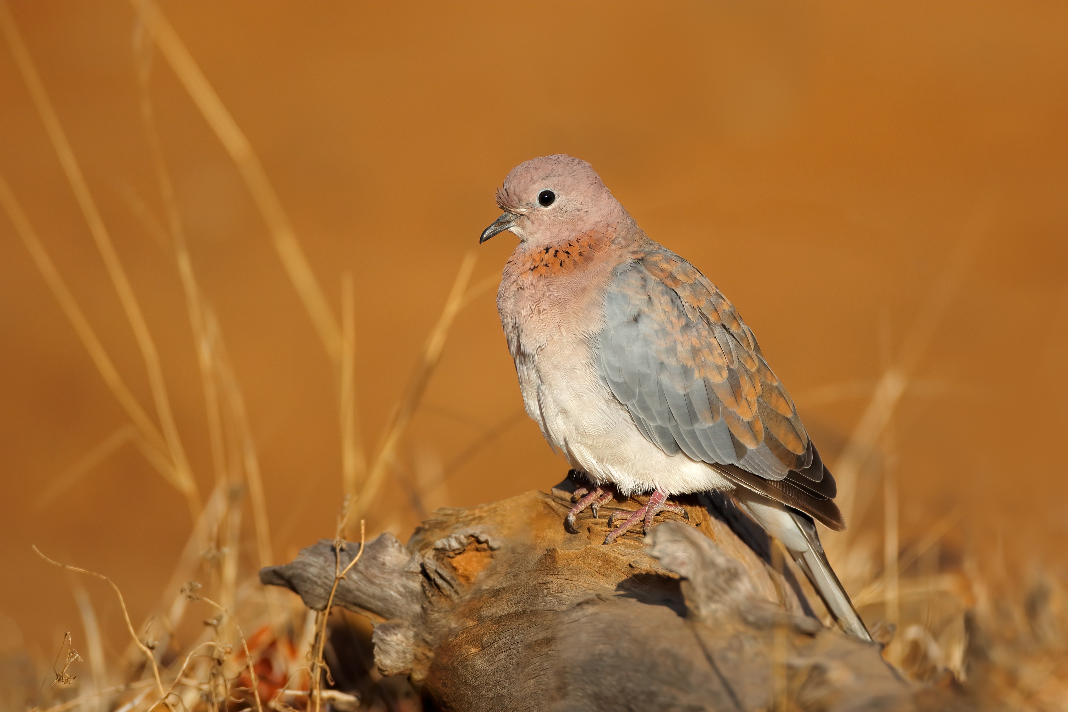Sustainable Hunting Season in Saudi Arabia Begins September 1 