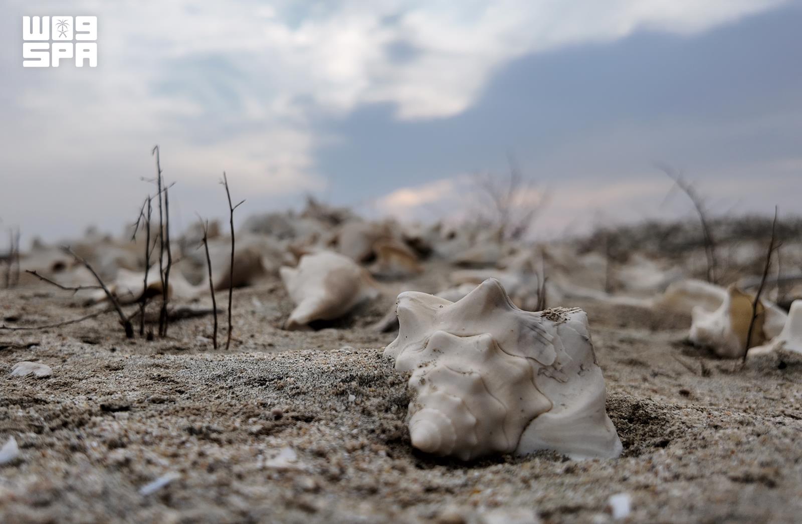 Al-Lith's Shell Mounds, Ancient Fish Traps Preserve Maritime Heritage Along Red Sea Coast