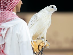 Falcon Sold for SAR1.2 Million at International Falcon Breeders Auction 
