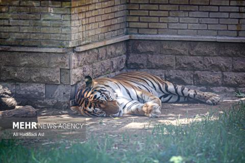 Tehran Grand Zoo