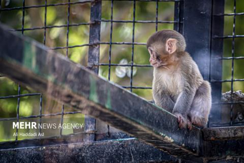 Tehran Grand Zoo