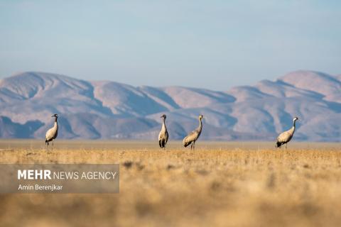 cranes 
