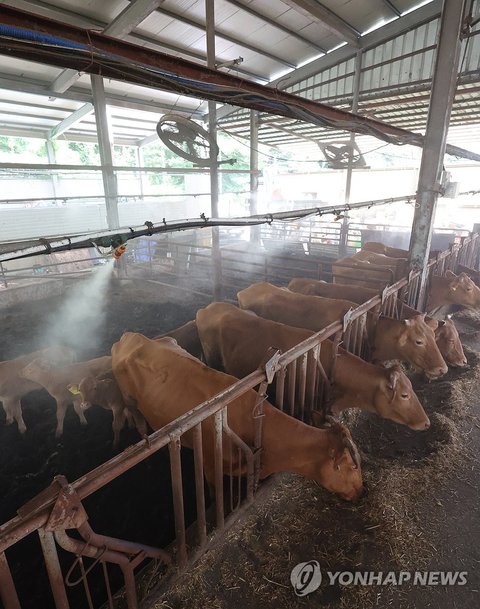 Fans and a mist-spraying machine installed on the ceiling keep milk cows cool at a cattle shed in the southeastern port city of Busan on July 29, 2026, as sultry weather grips South Korea, with the mercury forecast to reach 35 C in the region. (Yonhap) (END)