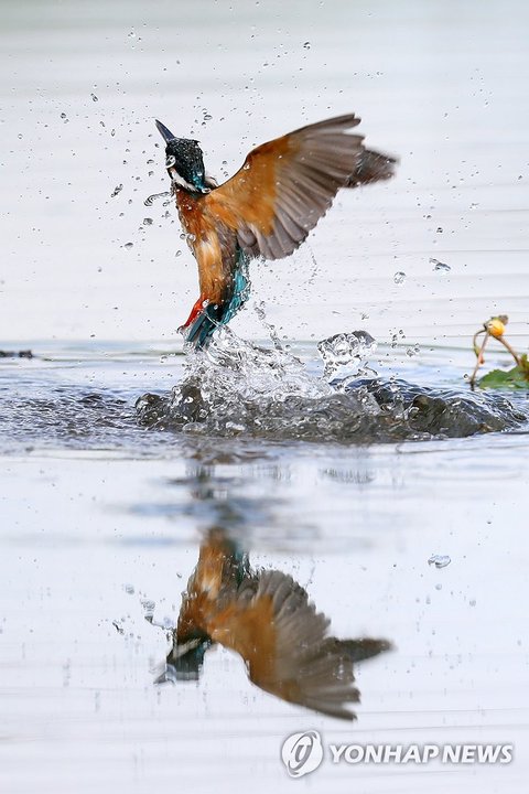Common kingfisher's hunt