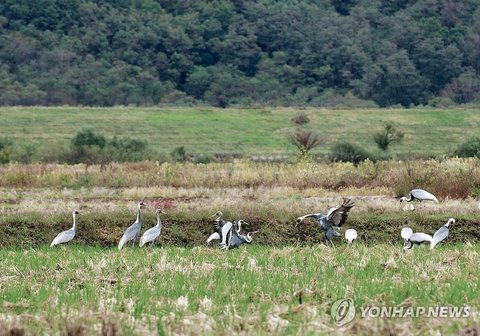 White-naped cranes' arrival