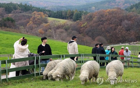Sheep on Daegwallyeong
