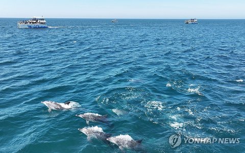Bottlenose dolphins off Jeju Island
