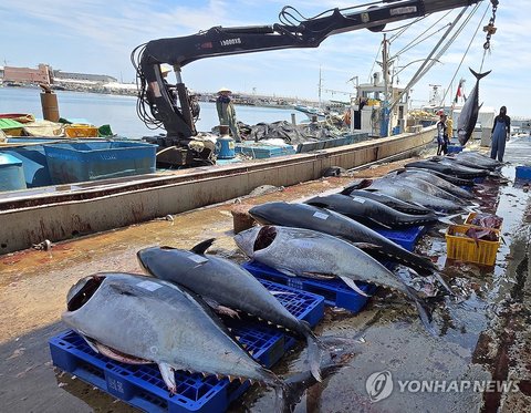 Bluepin tuna haul in S. Korea