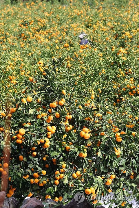 Ripening tangerines