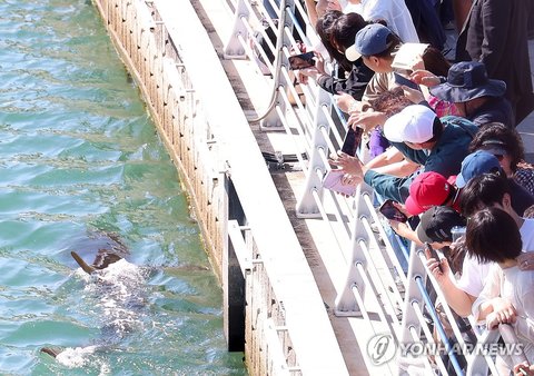 People gather to see shark in Busan