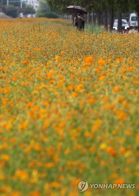 Visitors stroll through a field of yellow cosmos at a park in the southeastern port city of Busan on Aug. 5, 2026, two days ahead of "ipchu," one of the 24 seasonal divisions of the year that marks the onset of autumn. (Yonhap) (END)
