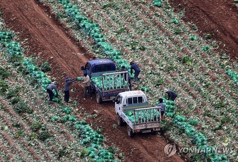 Farmers and foreign workers harvest napa cabbage in the east coast city of Gangneung on Sept. 8, 2026. (Yonhap) (END)