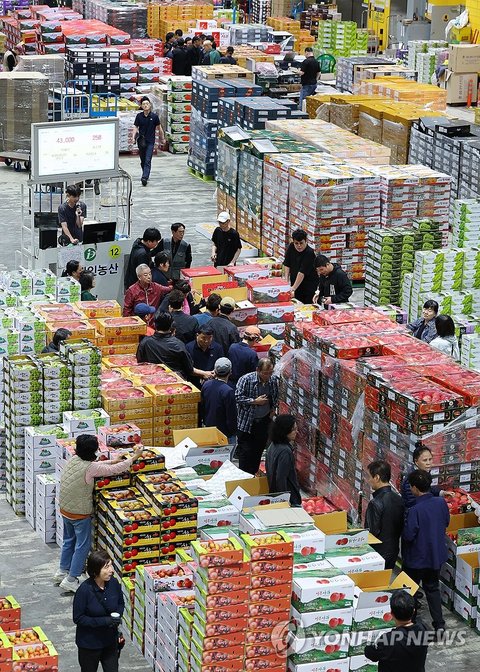 A group of licensed auctioneers takes part in an auction at a wholesale fruit market in Incheon, west of Seoul, on Sept. 15, 2025, ahead of the Chuseok traditional holiday, which falls on Sept. 25 this year. Apples, persimmons and other fruits are popular offerings for Korean holiday rituals. (Yonhap) (END)