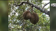 durians