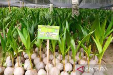 Distribution of coconut seedlings in Dunggala Village, Batudaa Sub-district, Gorontalo District, Gorontalo Province.
