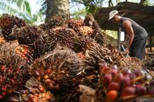 oil palm fresh fruit bunches